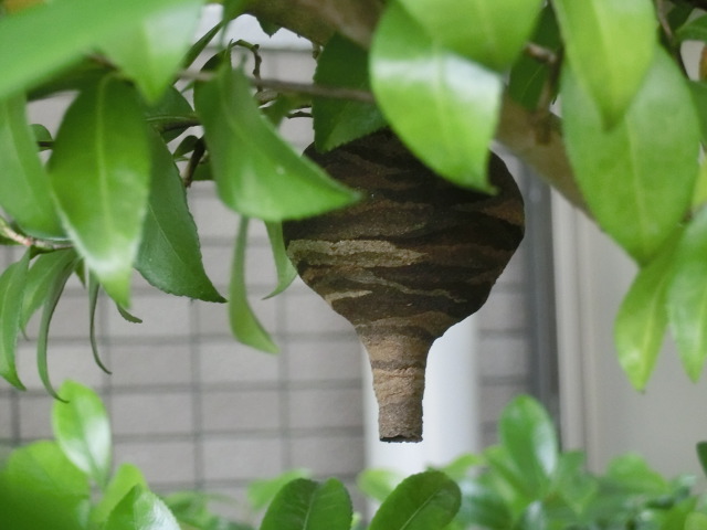 大津市坂本のコガタスズメバチの巣